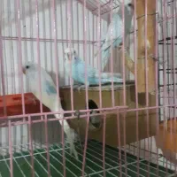 سلام مرغ عشق مولد این شمارم زنگ بزن