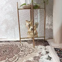 دوعدد مجسمه طلایی|مجسمه، تندیس، ماکت|کرج, کمال‌شهر|دیوار