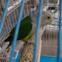 طوطی ماداگاسکار رام و دستی کوچیک ترین طوطی|پرنده|خاوران, |دیوار
