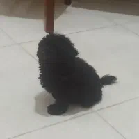 سگ پودل مشکی|سگ|کرج, مصباح|دیوار