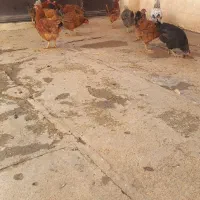 مرغ|حیوانات مزرعه|زاغه, |دیوار