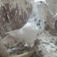 کبوترطوقی