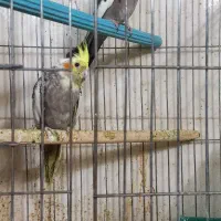 عروس مولدوزیبا|پرنده|اردکان, |دیوار