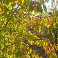 باغ ۴۷۵ متری امامیه|فروش دفتر صنعتی، کشاورزی، تجاری|شهرکرد, |دیوار