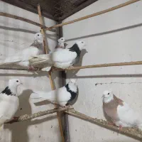 شش عدد طوقی فروشی