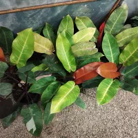 فیلو پرتقالی|گل و گیاه طبیعی|طاهرگوراب, |دیوار