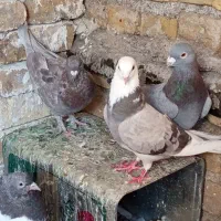 کفتر|پرنده|شیراز, قلعه نو|دیوار