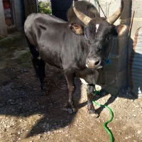 ورزاکوله خوشگل|حیوانات مزرعه|سنگر, |دیوار