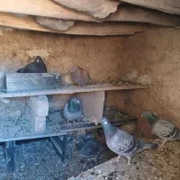 کبوتر|پرنده|نورآباد, |دیوار