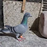 سبزو دم سفید|پرنده|سبزوار, کهنه آب|دیوار