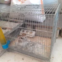 سهره خاکی مست|پرنده|شهریار, شهرک مصطفی خمینی|دیوار