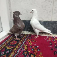 کفتر پرشی|پرنده|گوآور, |دیوار