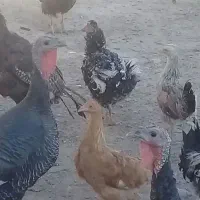 فروش تخم نطفه دار غاز و بوقلمون و جوجه غاز