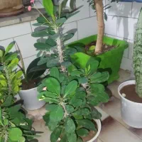 گل و گیاه|گل و گیاه طبیعی|بروجن, |دیوار