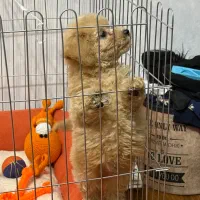 فروش سگ پودل|سگ|کرج, دهقان ویلا|دیوار