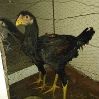 مرغ لاری وجوجه|حیوانات مزرعه|سرپل ذهاب, |دیوار