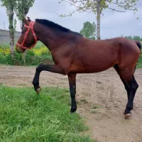 دو عدد اسب کاری|اسب و تجهیزات اسب‌سواری|کردکوی, |دیوار