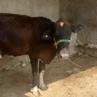 گاوباگوساله ماده