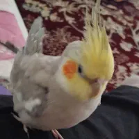 عروس هلندی گمشده