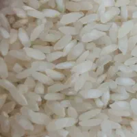 برنج کامفیروزی اصل