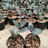 فروش زامفولیا سوپر بلک|گل و گیاه طبیعی|چالوس, |دیوار