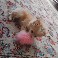 واگذاری پامر|سگ|شیراز, زرهی|دیوار