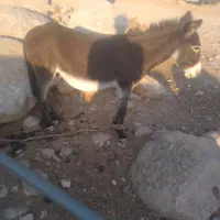 حیوان|حیوانات مزرعه|ایذه, |دیوار