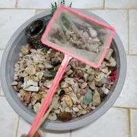 اکواریوم|ماهی|میانه, |دیوار