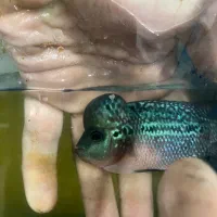 فروش یا معاوضه چند ماهی خاص|ماهی|تهران, افسریه شمالی|دیوار