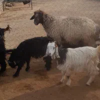 یه دونه میش