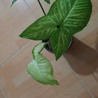 سینگونیوم|گل و گیاه طبیعی|شیروان (خراسان), |دیوار