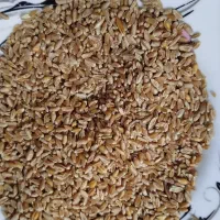 گندم بذری Lg|عمده‌فروشی|هیر, |دیوار