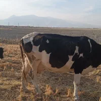 گاو شیری|حیوانات مزرعه|شیروان (لرستان), |دیوار