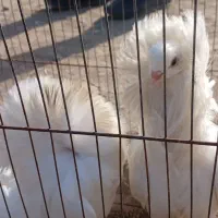 کبوتر شامپیون|پرنده|ارومیه, |دیوار