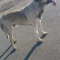 گمشده|حیوانات|اهر, |دیوار