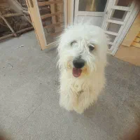 یه قلاده سگ خانگی باهوش و واقعا تربیت شده