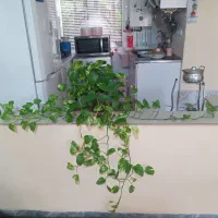 گلدان طبیعی سبز و سرحال|گل و گیاه طبیعی|محمدیه-قزوین, |دیوار