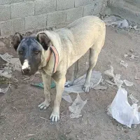 سگ سرابی|سگ|آذرشهر, |دیوار