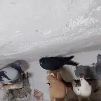 کبوتر|پرنده|شیراز, شهرک قمشه|دیوار