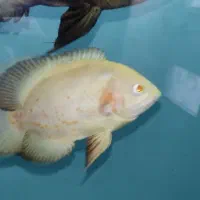 ماهی اسکار سلطنتی|ماهی|تبریز, |دیوار