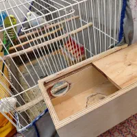 2جفت مرغ عشق تخم گذارونژاد دار با3عددقفس بزرگ دودر|پرنده|کرمان, |دیوار