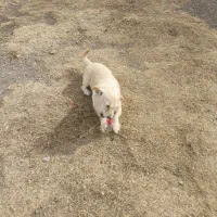 سگ  پاکوتاه