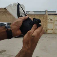 اشعل ماده|پرنده|باوی, |دیوار