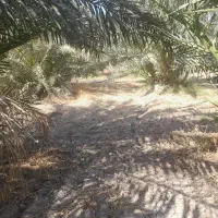 نهال برحی|گل و گیاه طبیعی|خرمشهر, |دیوار