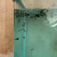 ماهی گوپی|ماهی|مرودشت, بیست متری بیمارستان|دیوار