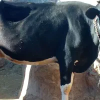 گاو شیری|حیوانات مزرعه|شباب, |دیوار