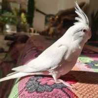 عروس هلندی گمشده
