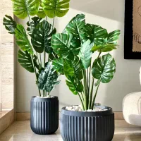 برگ انجیری ۲۴ برگ