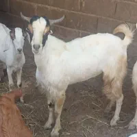 نری درخونه ای|حیوانات مزرعه|میناب, |دیوار