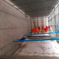 قناری‌قرمز|پرنده|اردبیل, |دیوار